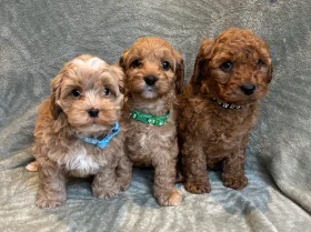 Cavapoo