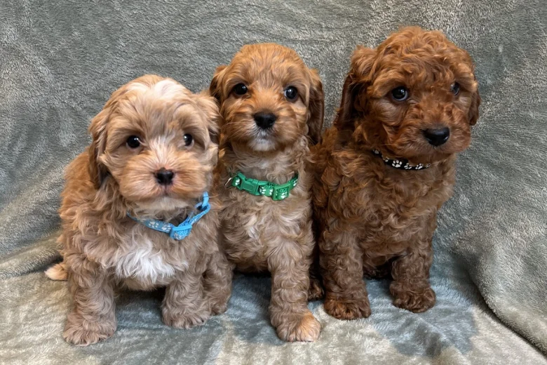 Cavapoo