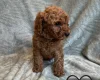 Cavapoo