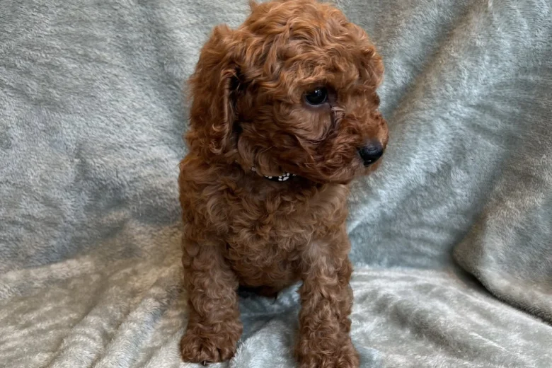 Cavapoo
