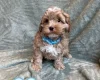 Cavapoo