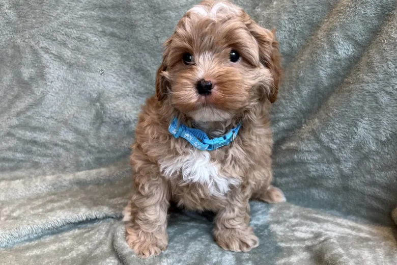 Cavapoo