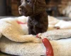 Cocker Spaniel (Working)