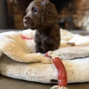 Cocker Spaniel (Working)