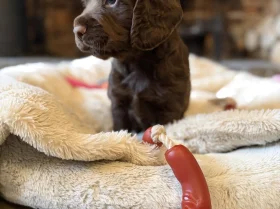 Cocker Spaniel (Working)