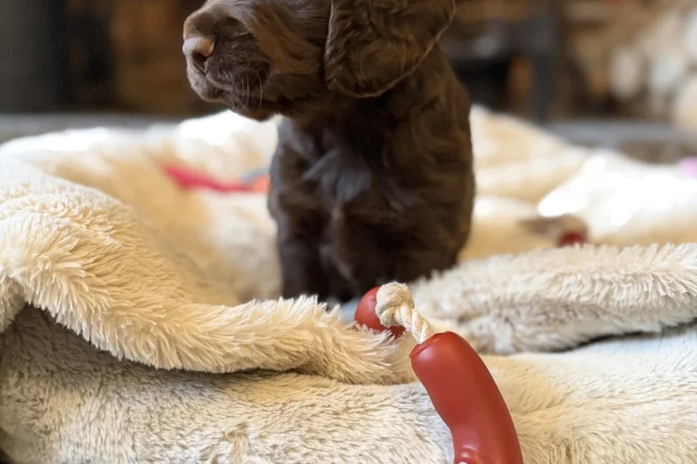 Cocker Spaniel (Working)