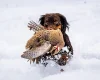 Cocker Spaniel (Working)