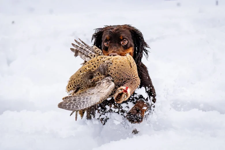 Cocker Spaniel (Working)