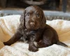 Cocker Spaniel (Working)