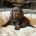 Cocker Spaniel (Working)