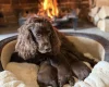 Cocker Spaniel (Working)