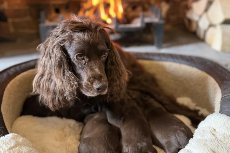 Cocker Spaniel (Working)