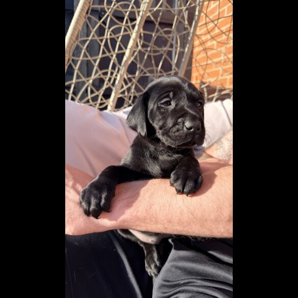 Labrador Retriever