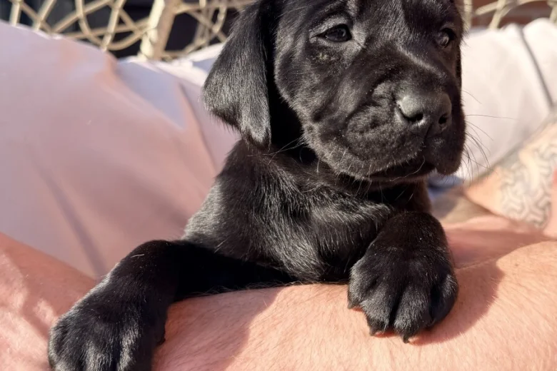 Labrador Retriever
