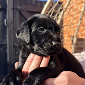 Labrador Retriever