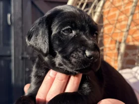 Labrador Retriever