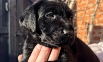 Labrador Retriever