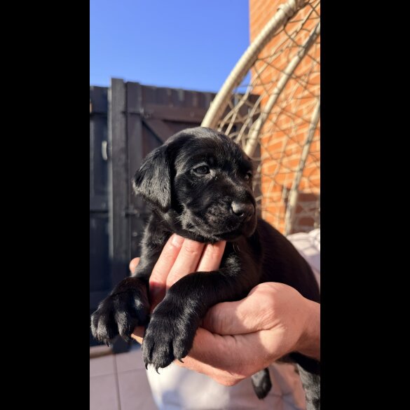 Labrador Retriever
