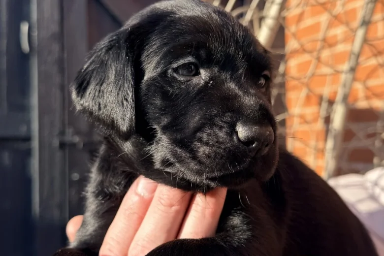 Labrador Retriever