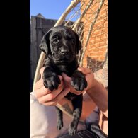 Labrador Retriever