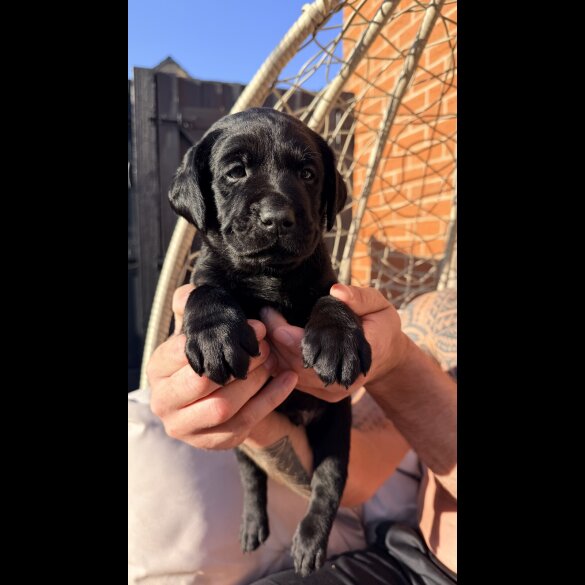 Labrador Retriever