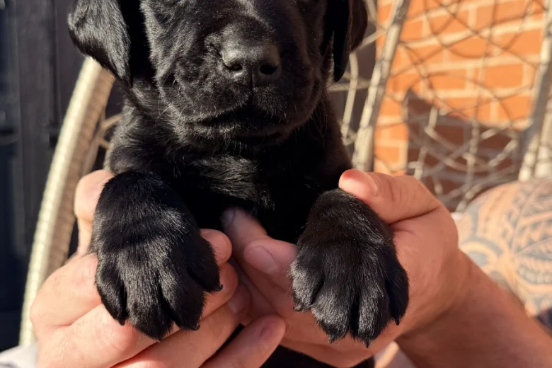 Labrador Retriever
