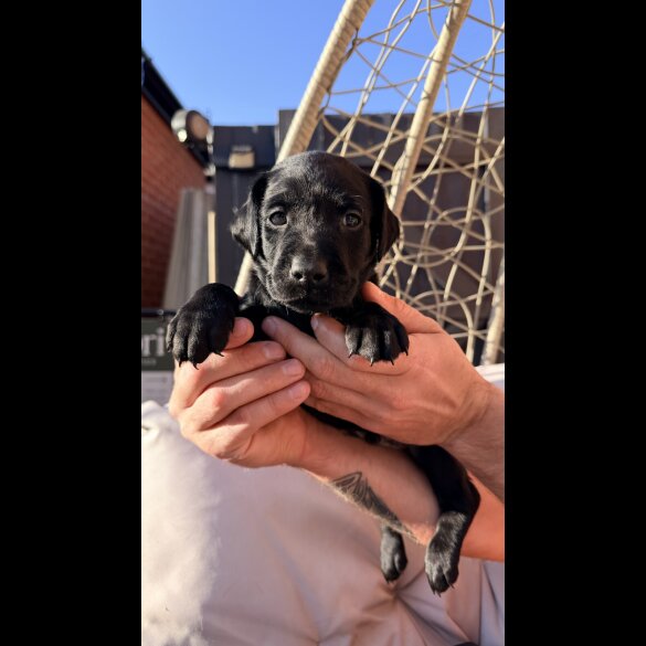Labrador Retriever