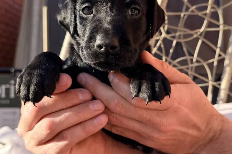 Labrador Retriever