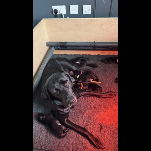 Labrador Retriever