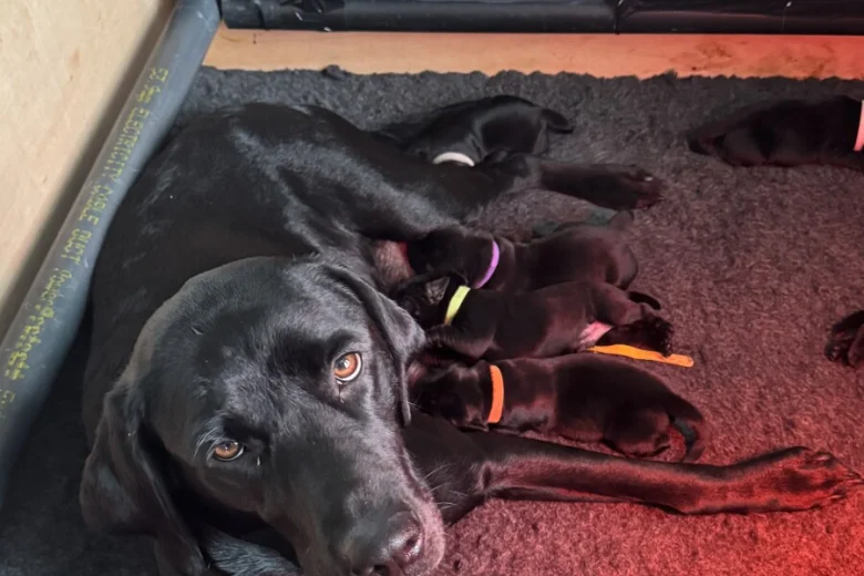 Labrador Retriever