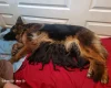 German Shepherd (Alsatian)