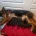 German Shepherd (Alsatian)