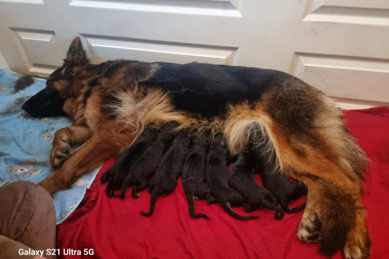 German Shepherd (Alsatian)