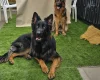 German Shepherd (Alsatian)