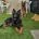 German Shepherd (Alsatian)