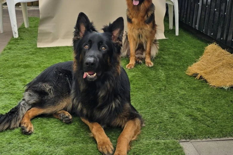 German Shepherd (Alsatian)
