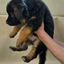 German Shepherd (Alsatian)