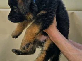 German Shepherd (Alsatian)