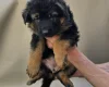 German Shepherd (Alsatian)