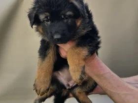 German Shepherd (Alsatian)