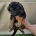 German Shepherd (Alsatian)