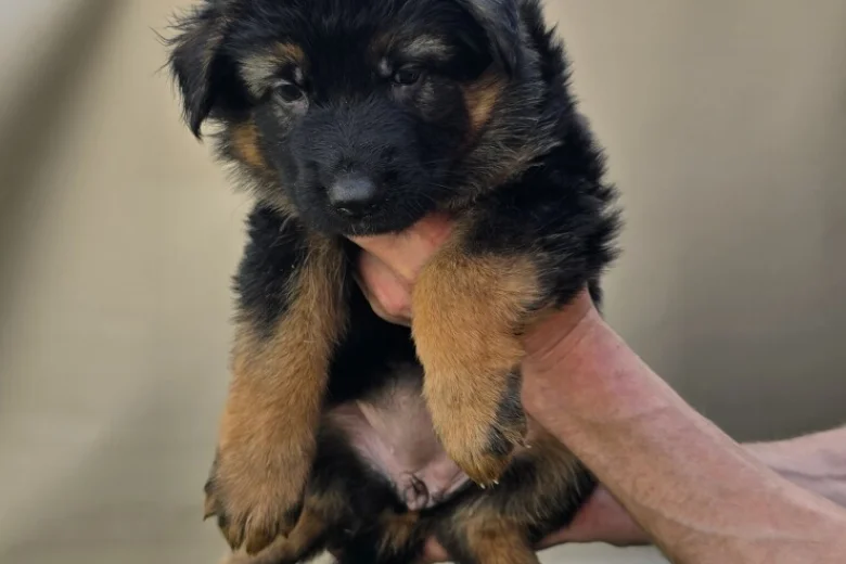 German Shepherd (Alsatian)