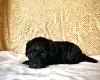 Miniature Poodle