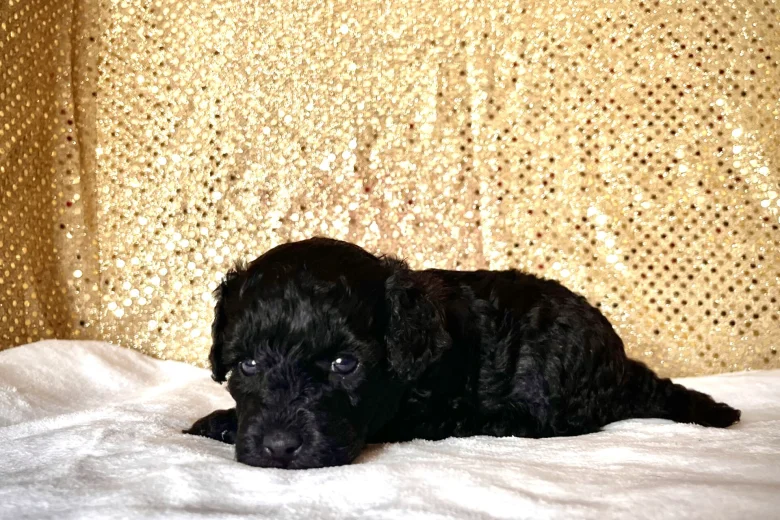 Miniature Poodle