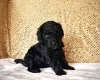 Miniature Poodle