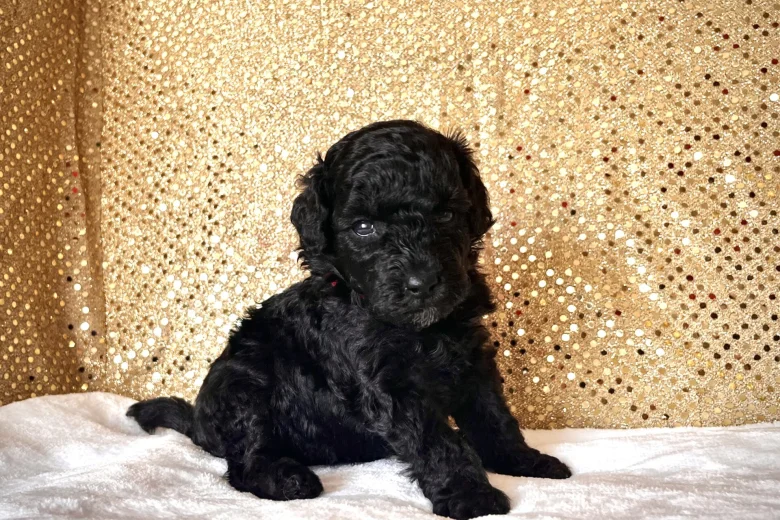 Miniature Poodle