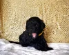 Miniature Poodle