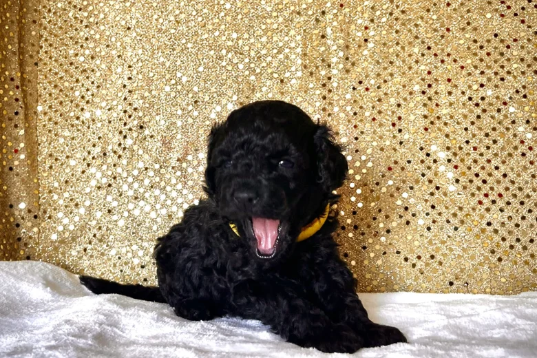 Miniature Poodle