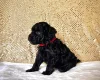 Miniature Poodle