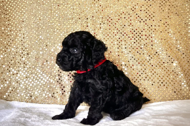 Miniature Poodle